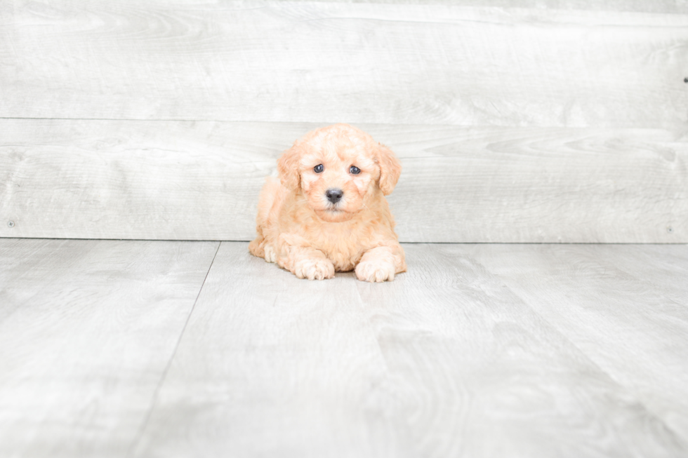 Mini Goldendoodle Puppy for Adoption