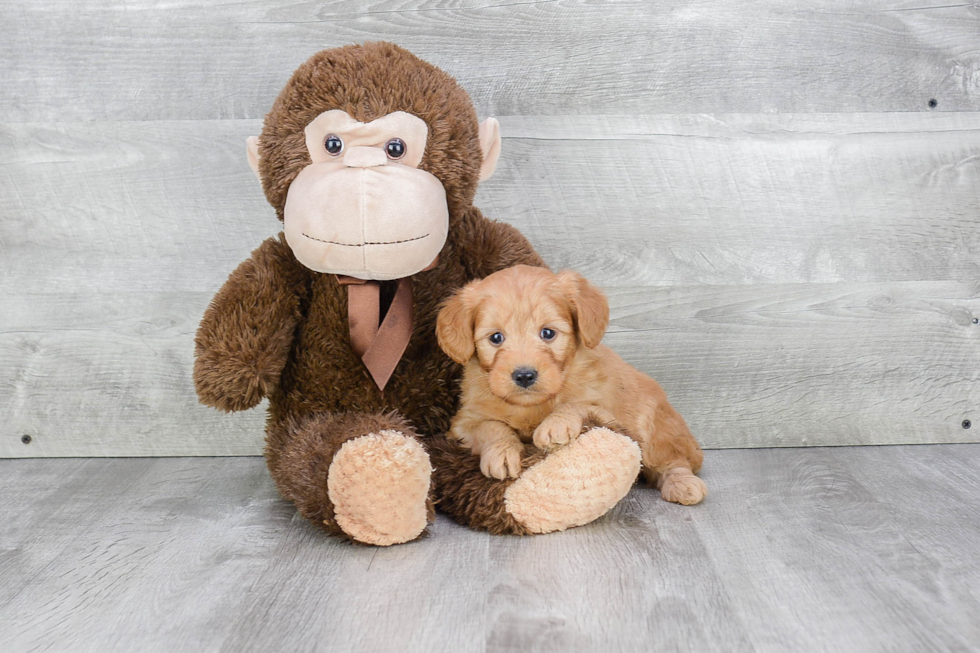 Mini Goldendoodle Pup Being Cute