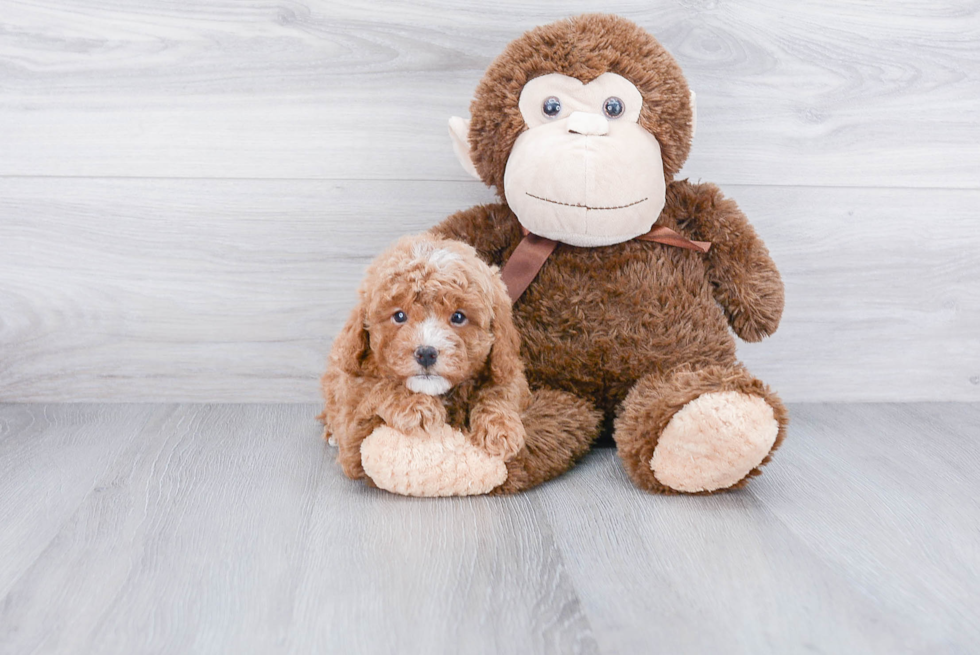 Cavapoo Pup Being Cute