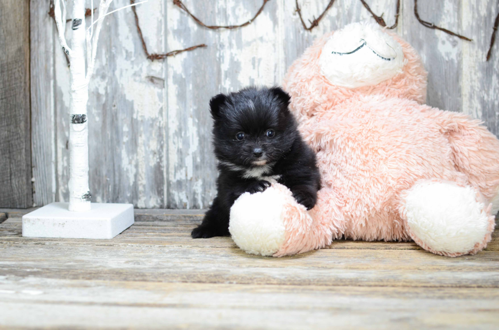 Funny Pomeranian Purebred Pup