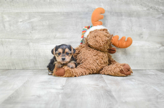 Yorkie Poo Puppy for Adoption