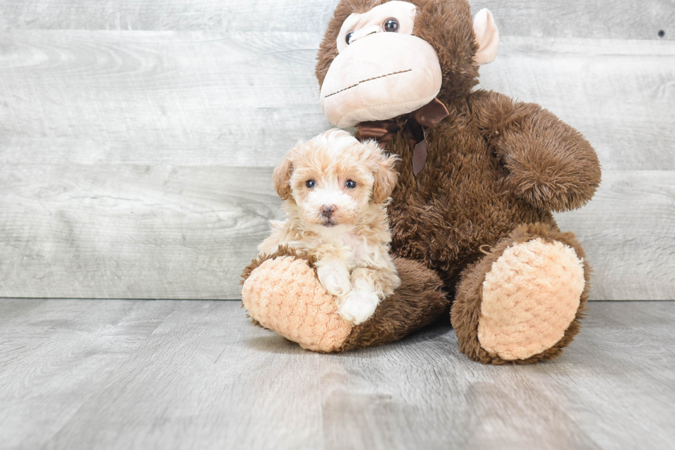 Maltipoo Puppy for Adoption