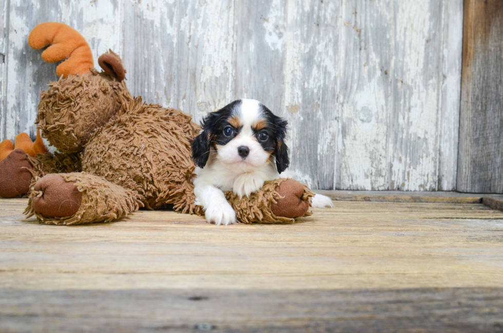 Cavalier King Charles Spaniel Pup Being Cute