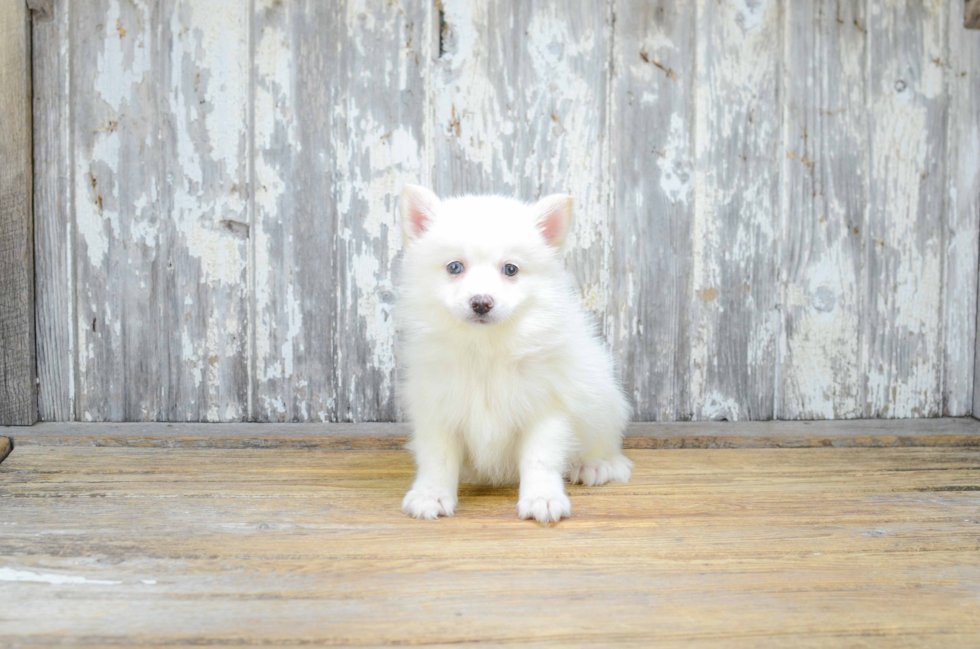 Fluffy Pomsky Designer Pup