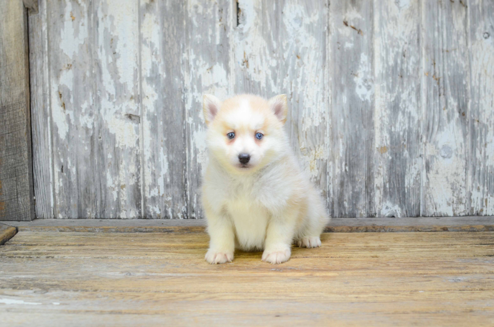 Playful Mini Husky Designer Puppy