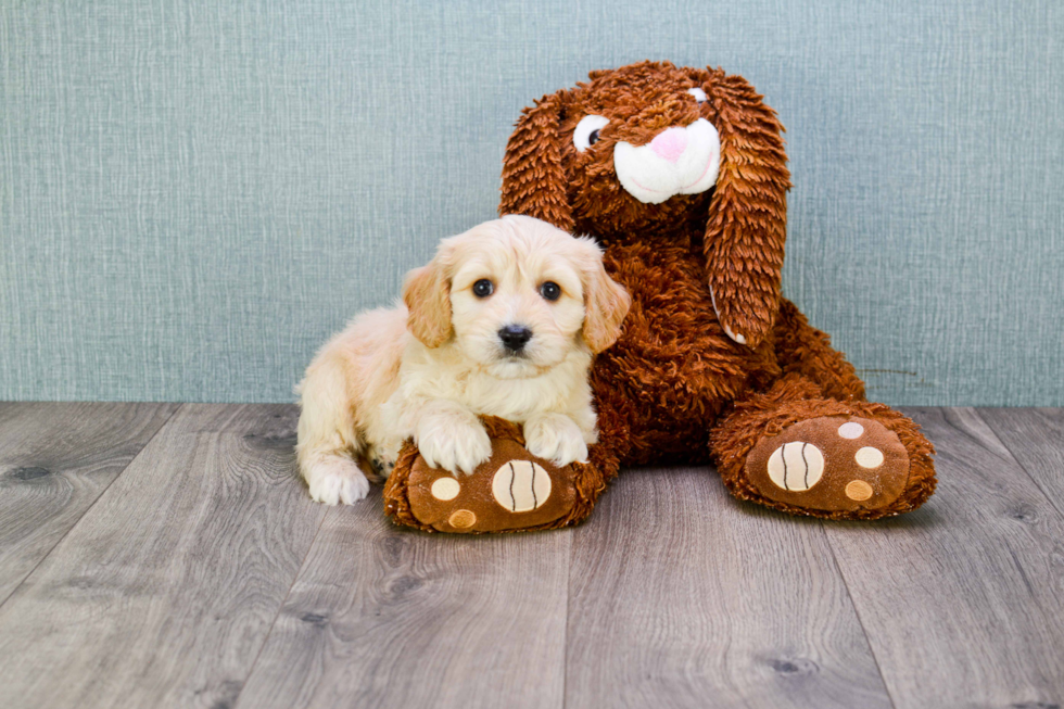 Best Cavachon Baby