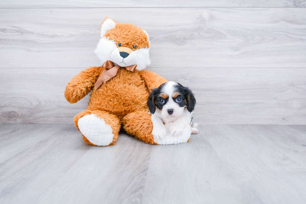 Hypoallergenic Cavalier King Charles Spaniel Baby