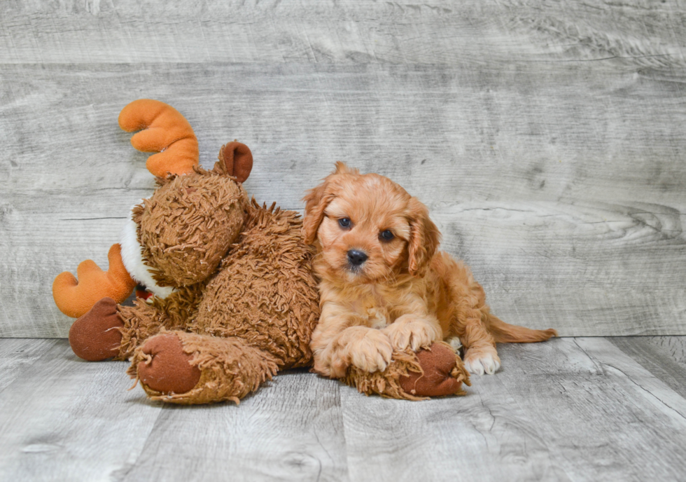 Cavapoo Puppy for Adoption