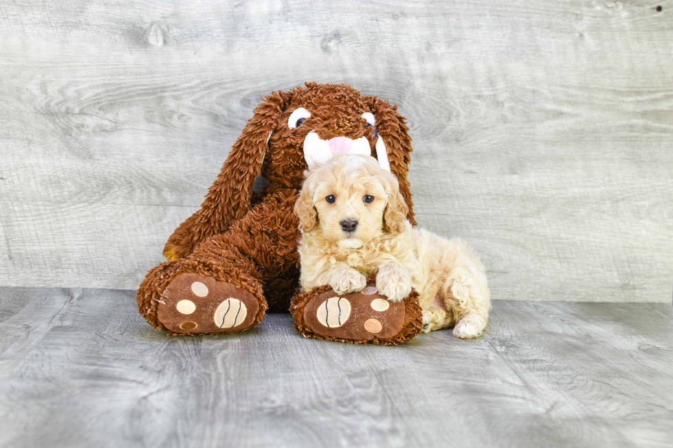 Best Mini Goldendoodle Baby