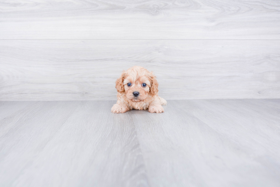 Hypoallergenic Cavoodle Poodle Mix Puppy