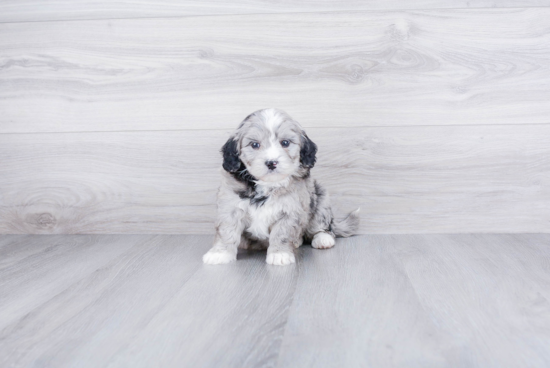 Funny Mini Bernedoodle Poodle Mix Pup