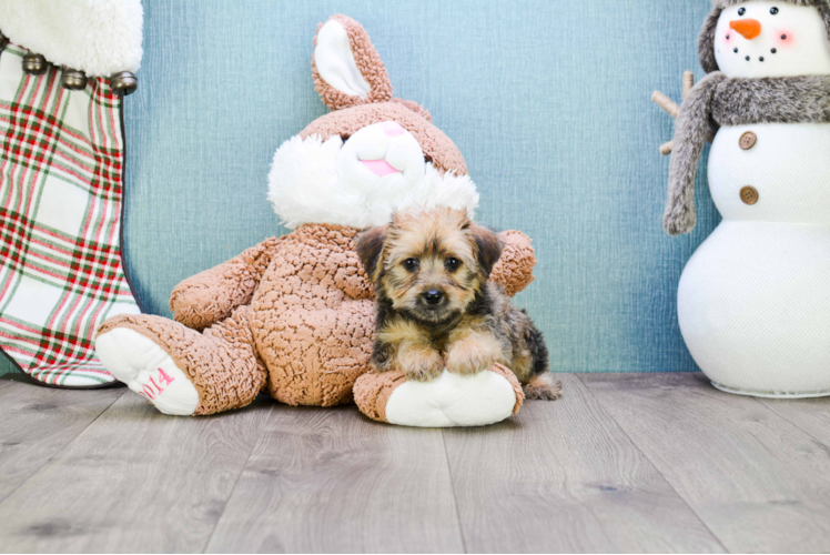 Morkie Pup Being Cute