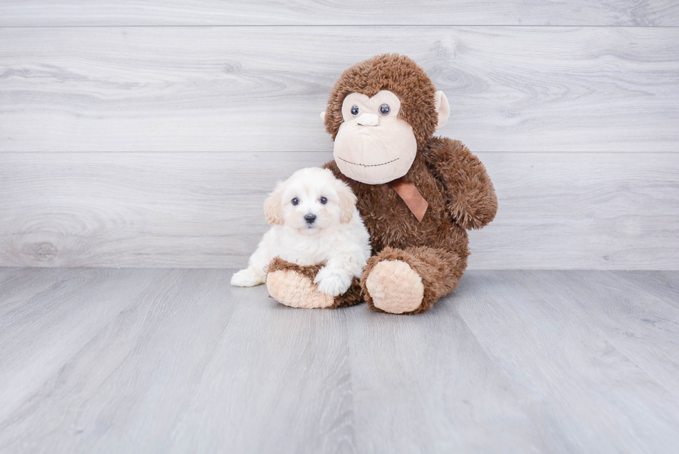 Funny Maltipoo Poodle Mix Pup