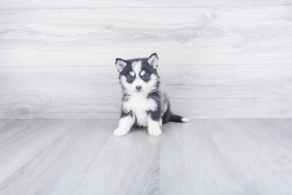 Popular Pomsky Designer Pup