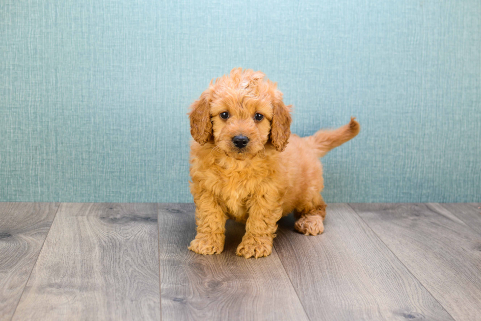 Mini Goldendoodle Puppy for Adoption