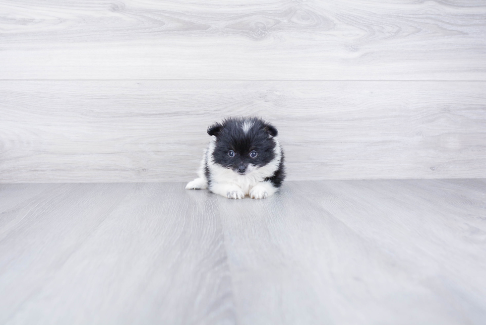 Pomeranian Pup Being Cute