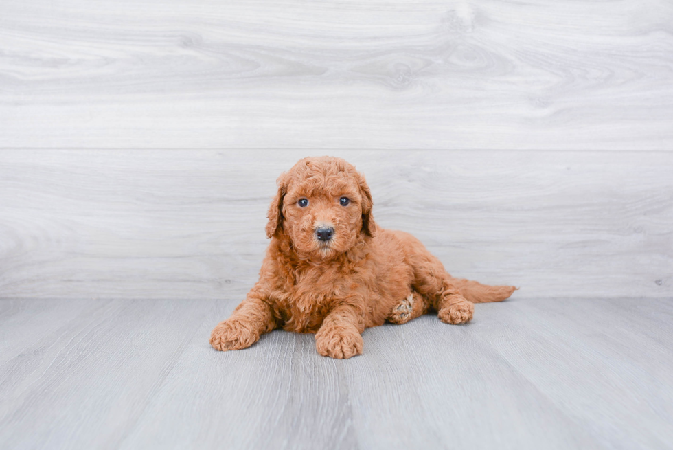 Hypoallergenic Golden Retriever Poodle Mix Puppy