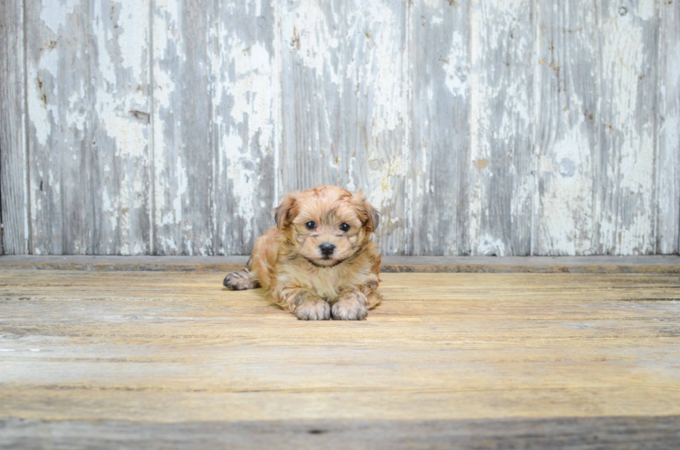 Morkie Pup Being Cute