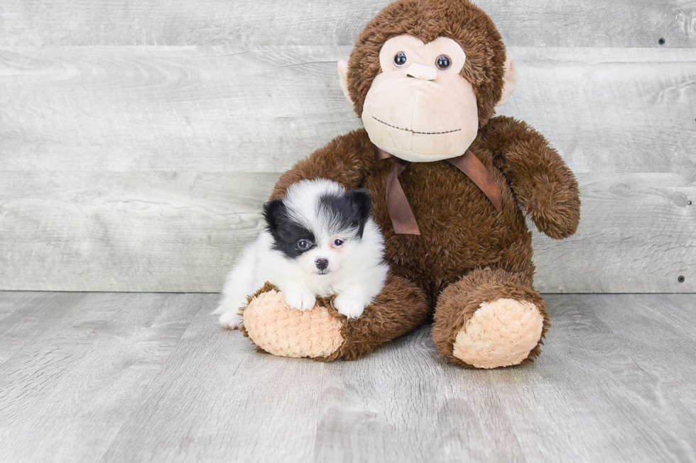 Little Pomeranian Purebred Pup