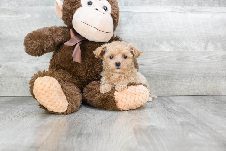 Happy Maltipoo Baby