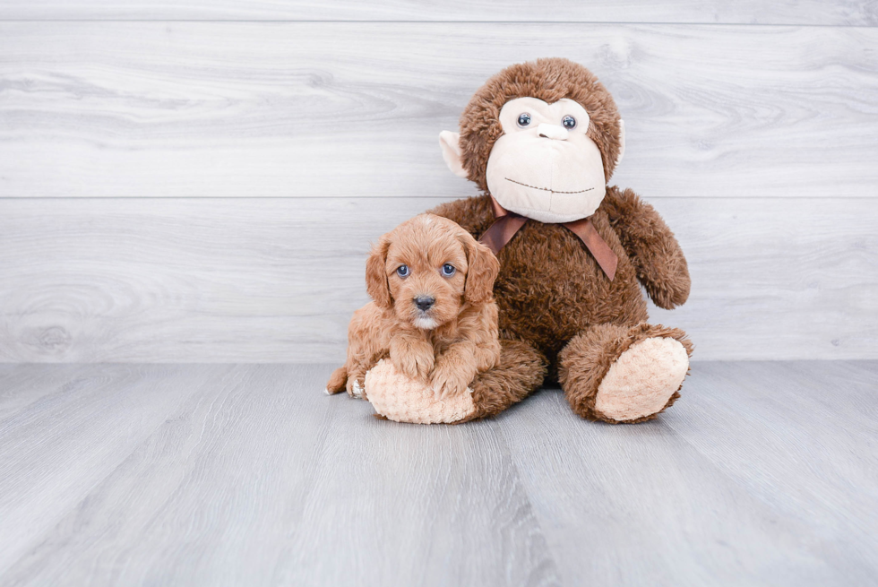 Adorable Cavoodle Poodle Mix Puppy