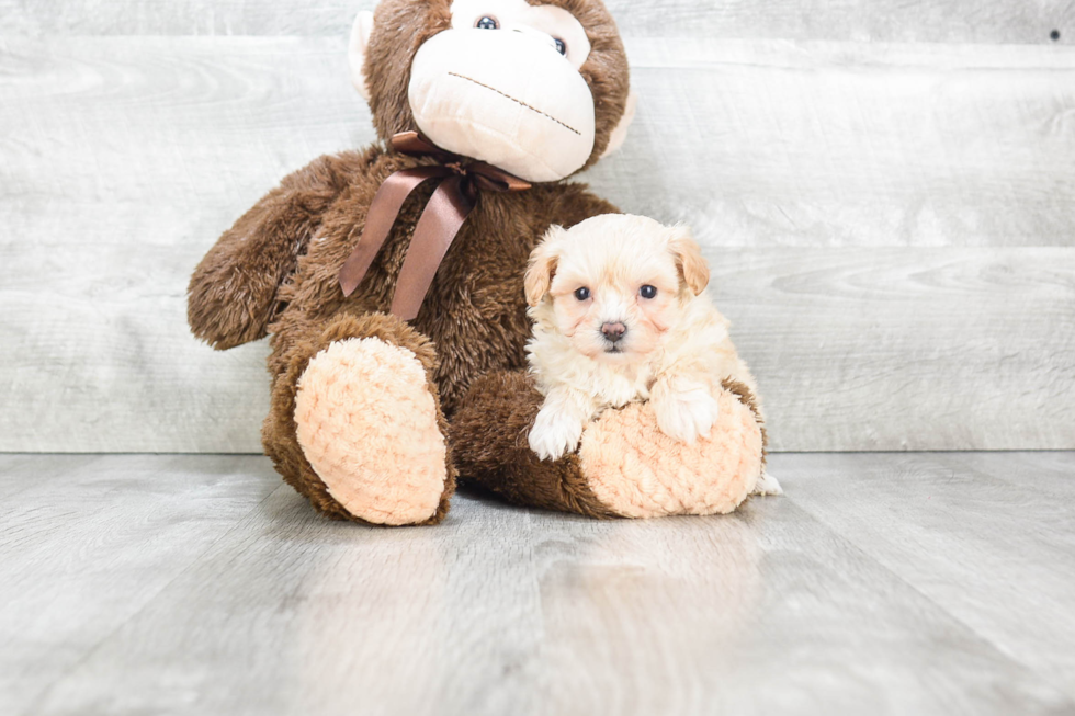 Maltipoo Puppy for Adoption