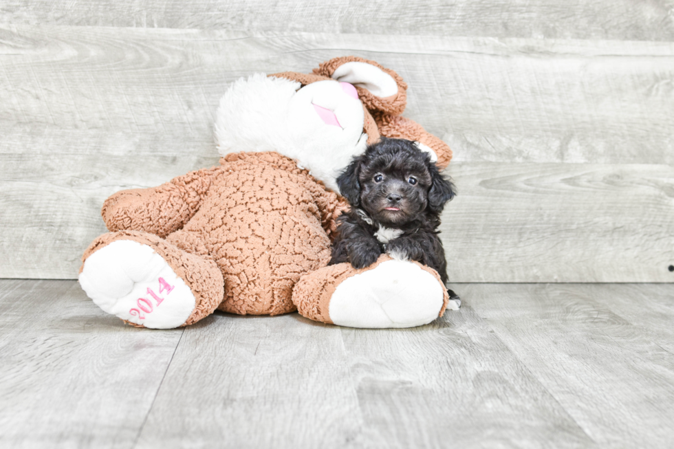 Akc Registered Havanese Baby