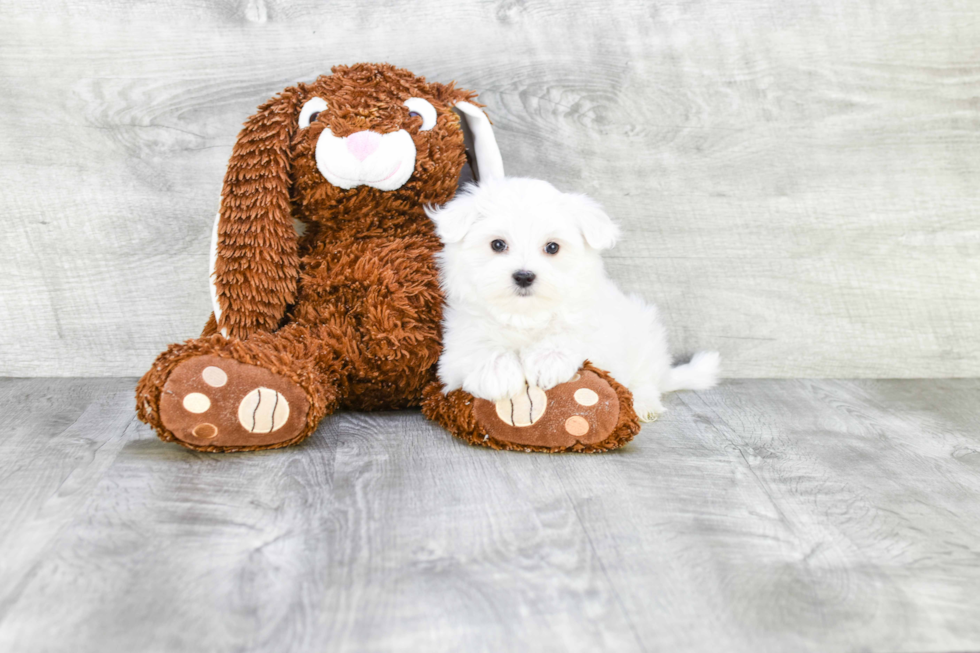 Akc Registered Maltese Baby