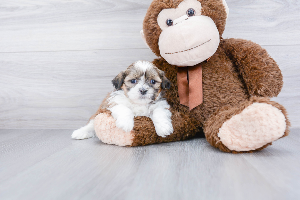 Teddy Bear Pup Being Cute