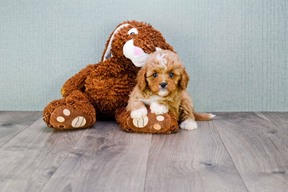 Best Cavapoo Baby