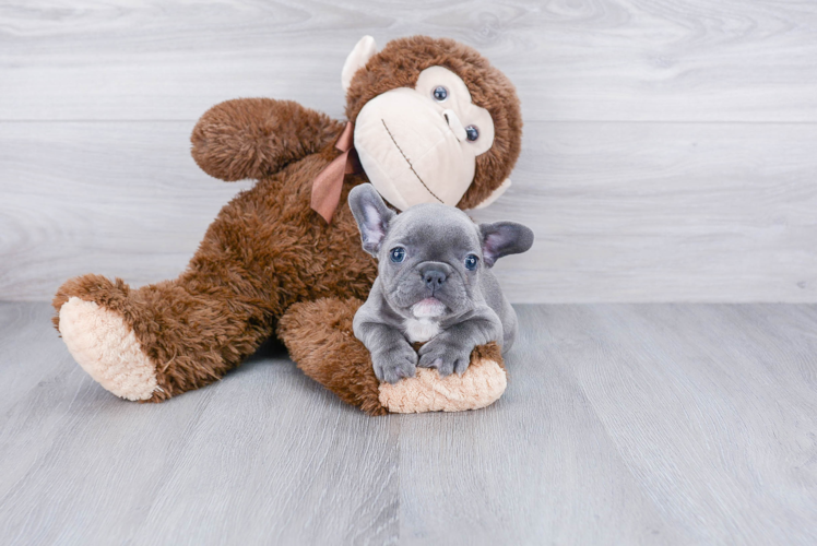 French Bulldog Pup Being Cute