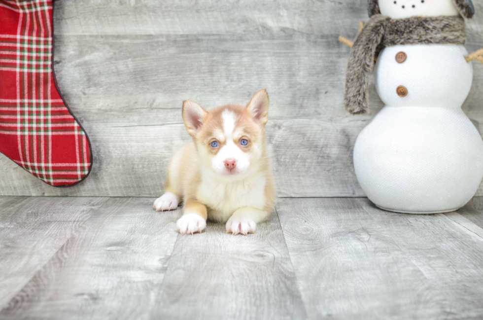 Best Pomsky Baby