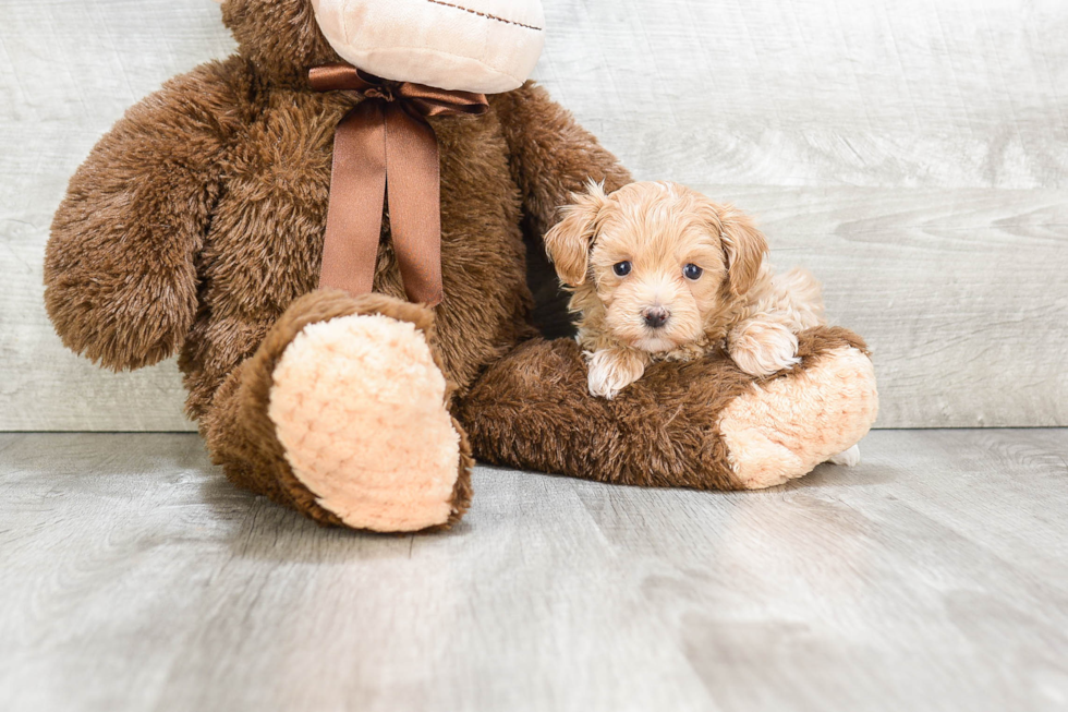 Small Maltipoo Baby