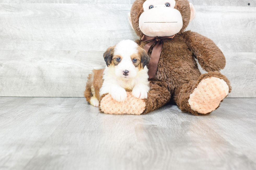 Mini Bernedoodle Puppy for Adoption