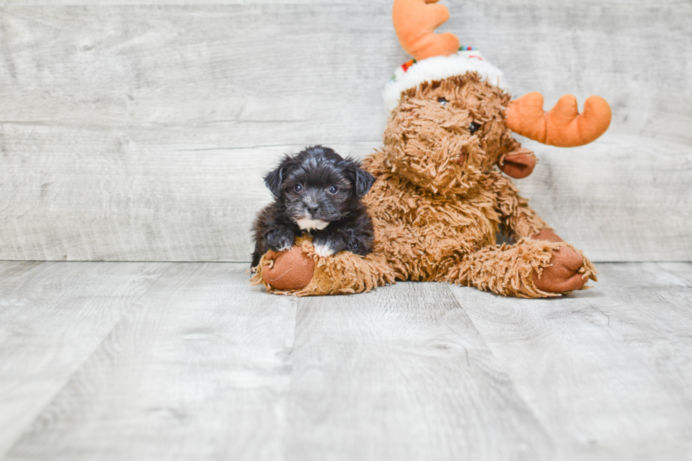 Cute Morkie Baby