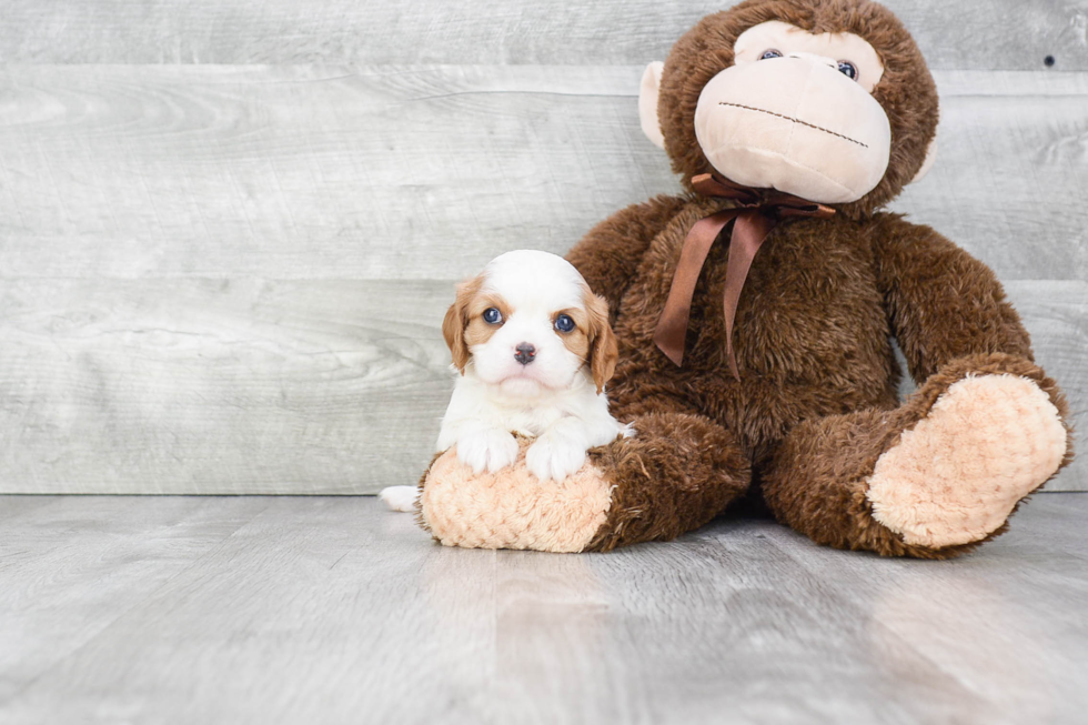 Cavalier King Charles Spaniel Puppy for Adoption