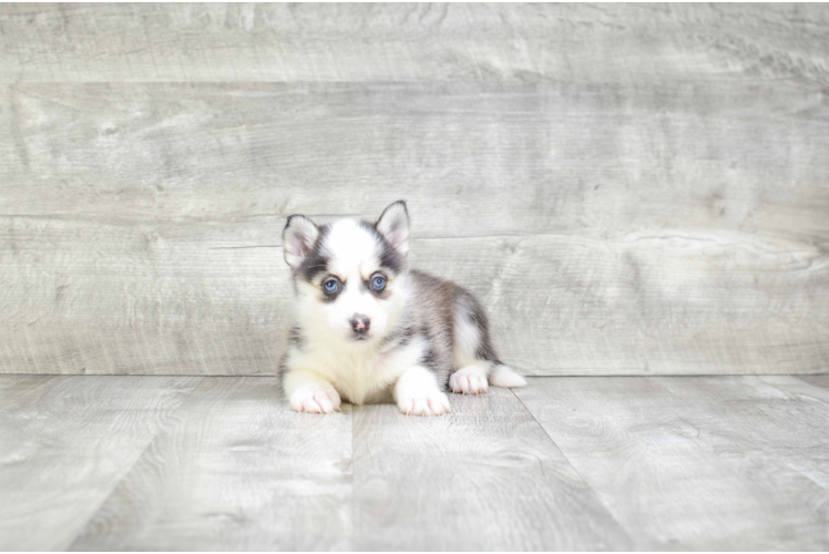 Pomsky Pup Being Cute