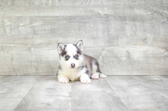 Pomsky Pup Being Cute