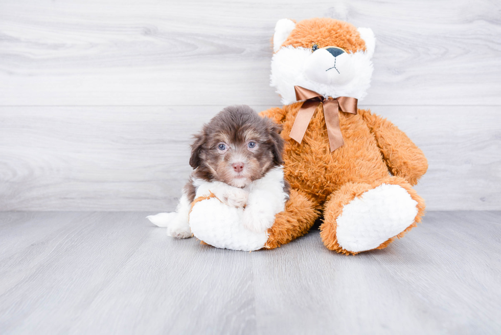 Cute Havanese Purebred Puppy