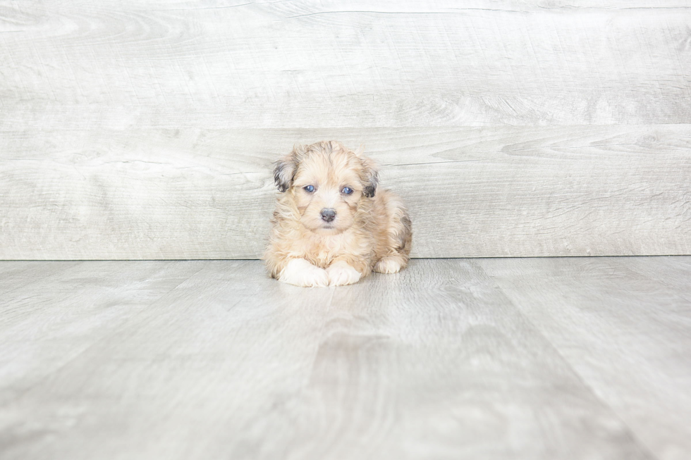 Popular Mini Aussiedoodle Poodle Mix Pup