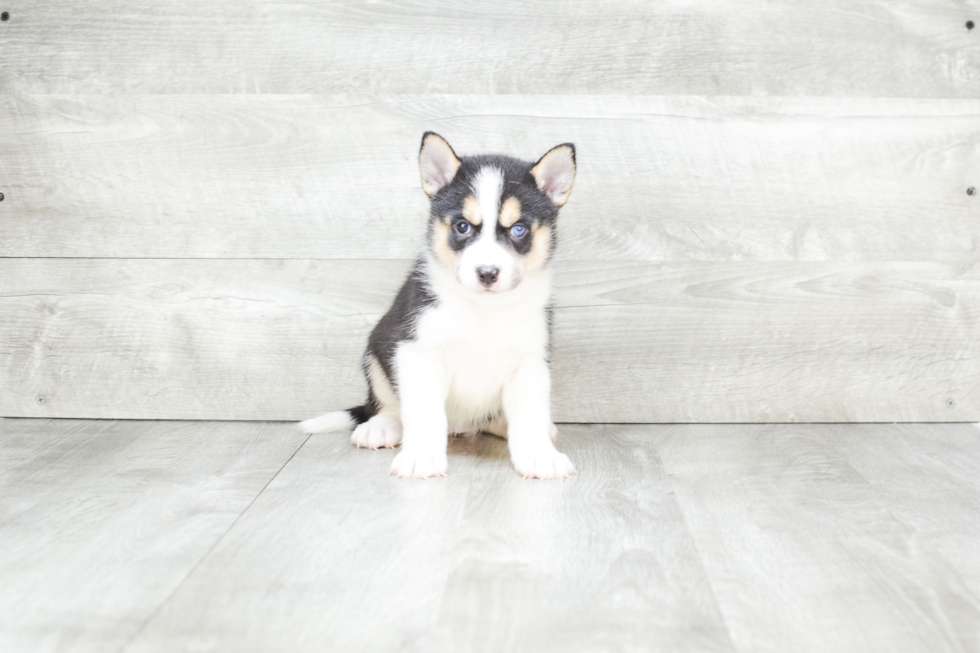 Energetic Mini Husky Designer Puppy