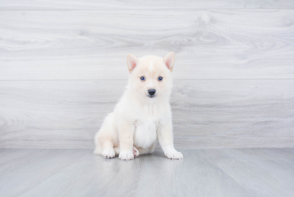 Pomsky Pup Being Cute