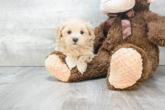 Maltipoo Puppy for Adoption