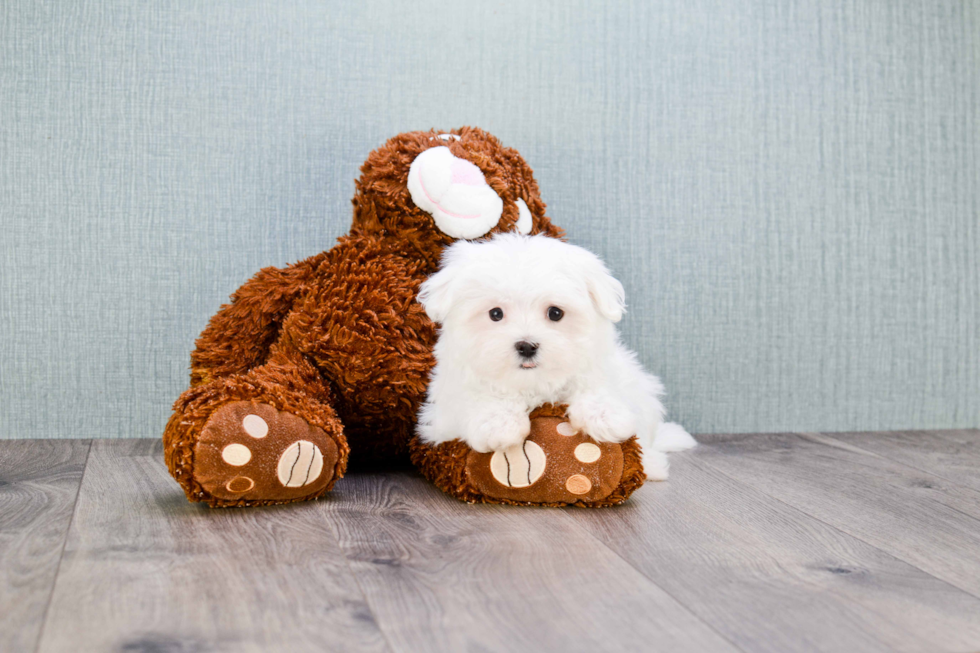 Maltese Puppy for Adoption