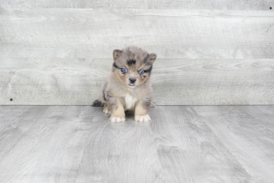 Pomsky Pup Being Cute