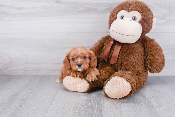 Energetic Cavalier King Charles Spaniel Purebred Puppy