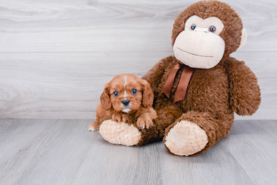 Energetic Cavalier King Charles Spaniel Purebred Puppy