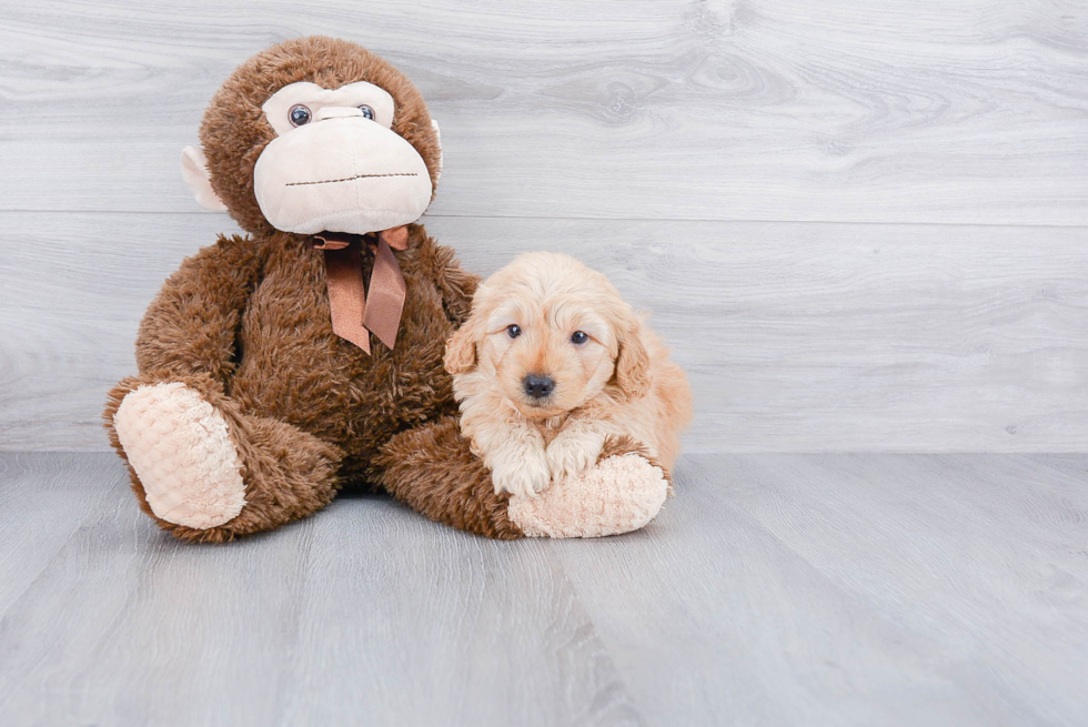 Mini Goldendoodle Pup Being Cute