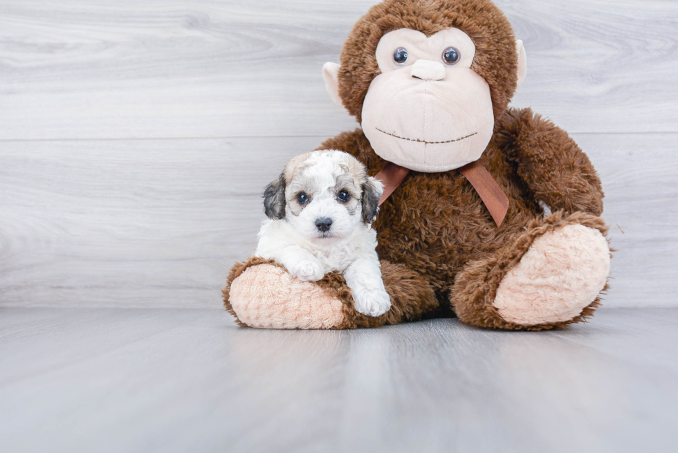 Maltipoo Puppy for Adoption