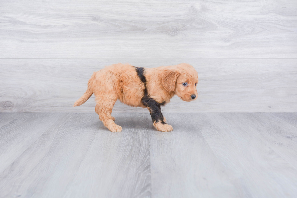 Happy Mini Goldendoodle Baby